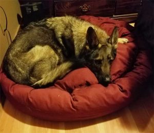 shep-on-mammoth-dog-bed