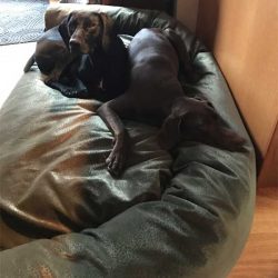 2dogs-on-mammoth-designer-dog-couch