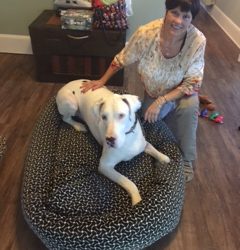 Blue the Great Dane on a Mammoth Dog Bed