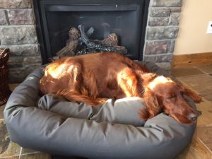 Irish Setter