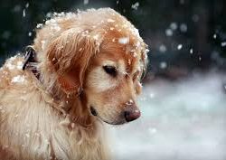 provide-your-pup-feature