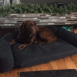 lab on mammoth dog couch