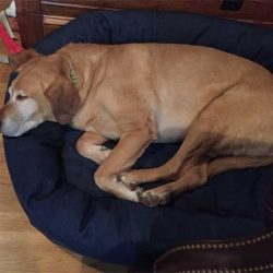 lab-on-mammoth-memory-foam-dog-bed2