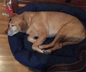 lab-on-mammoth-memory-foam-dog-bed2