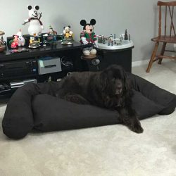 newfoundlander-on-dog-couch