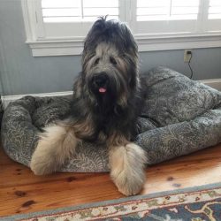 sheepdog-on-mammoth-dog-bed