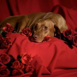 Win the Key to her heart – image Win the Key to her heart - image