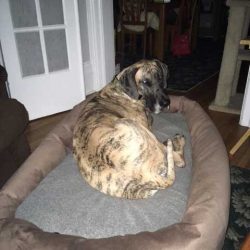 great-dane-on-dog-bed-mammoth