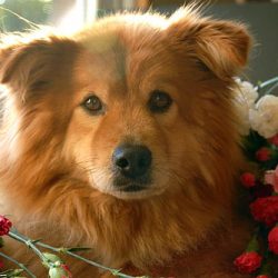 show your dog – feature show your dog - feature