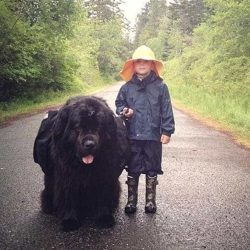 big-dog1 Mammoth dog beds by size