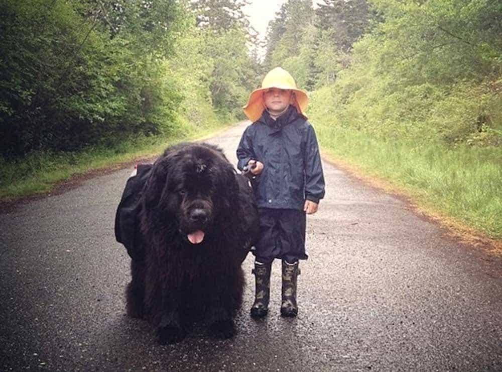 Mammoth dog beds by size