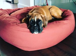 Large dog beds