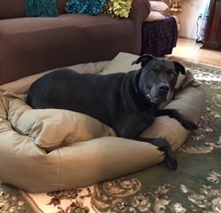 dog-laying-on-bed