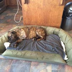 mastiff-on-couch-3a