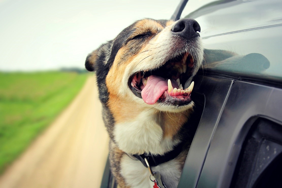 dog outside car window