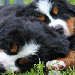 berners-laying-down Bernese pups