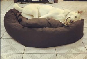 large dog bed