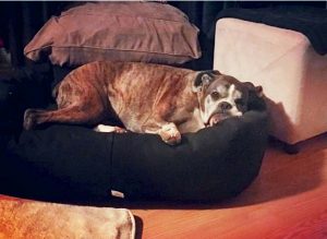 big-dog-on-mammoth-comparison
