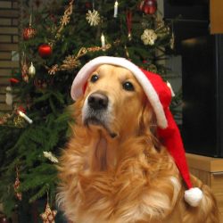 Even Pets Deserve Presents – A Holiday Guide To Happy Pets – Feature