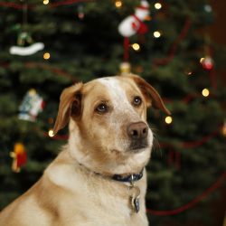 Keep Your Large Dog Comfy This Holiday Season With A Mammoth Bed – Feature Holiday dog