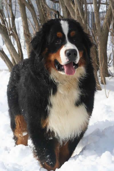 large dog on snow