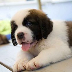 Raising-A-Healthy-Big-Dog-Starts-With-The-Right-Bed—Feature dog
