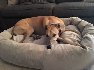 dog on luxury dog bed
