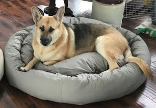 Mammoth Donut Dog Beds