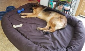 mammoth big breed xxl dog bed
