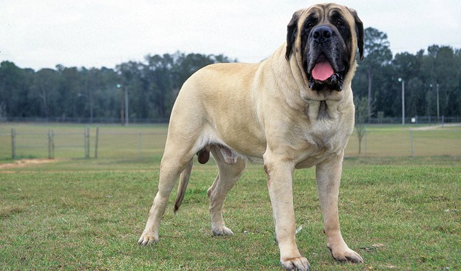 Orthopedic Mastiff Dog Bed By Mammoth Up To 72 Inches