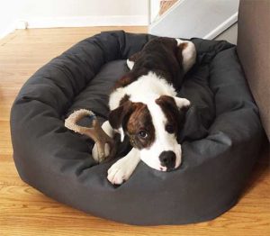 large dog beds with big dog