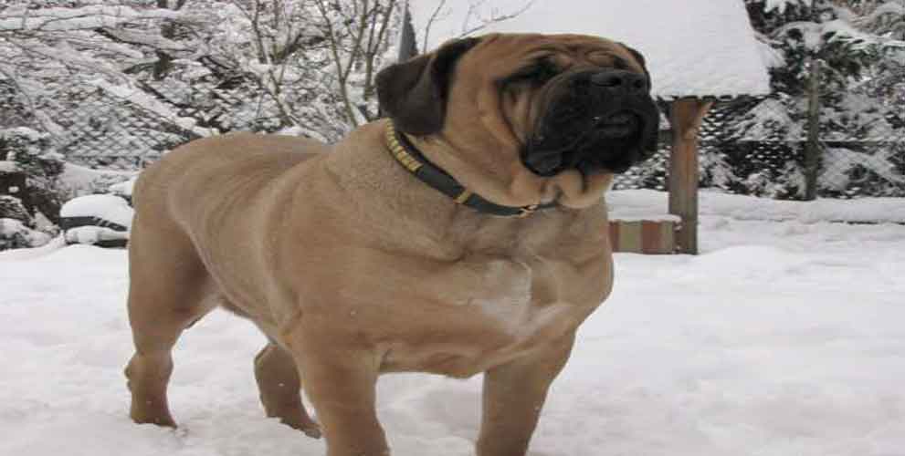 mastiff-feature-image spotlight on mastiff