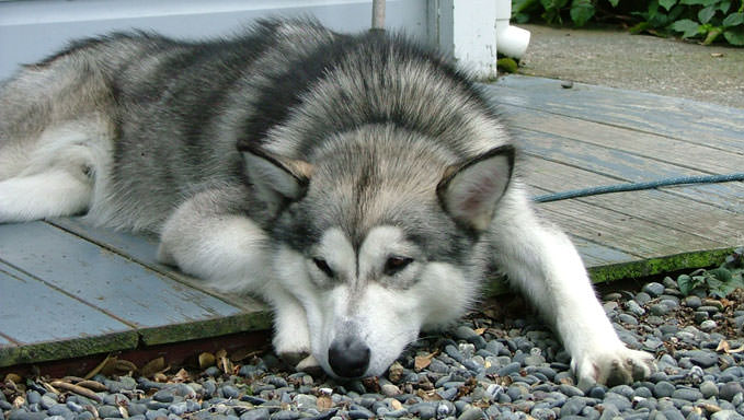 dog laying down on wood porch