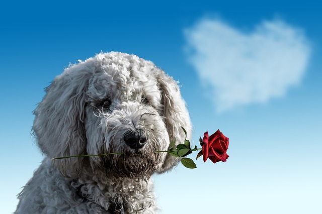 dog holding rose in mouth