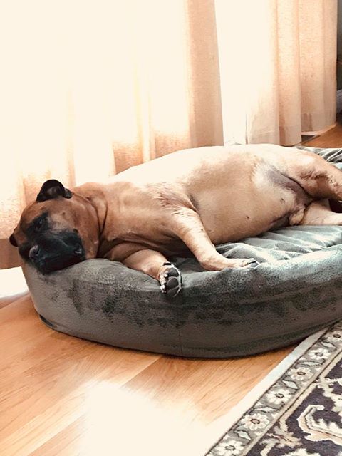 mastiff on mammoth xl