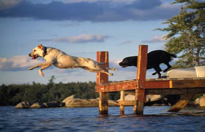 Dogs jumping off dock