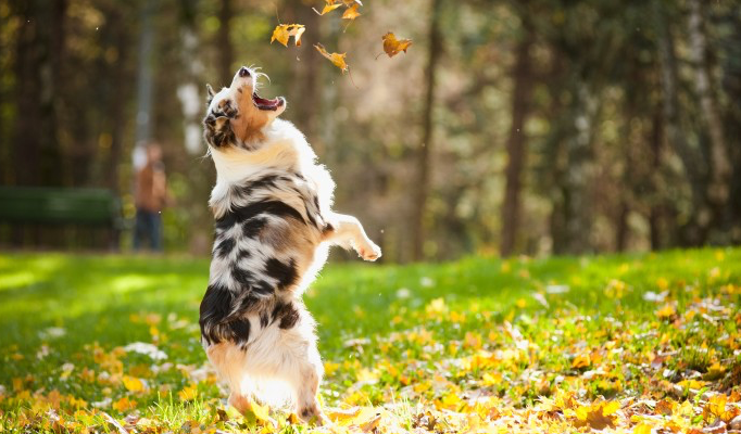 dog jumping on grass