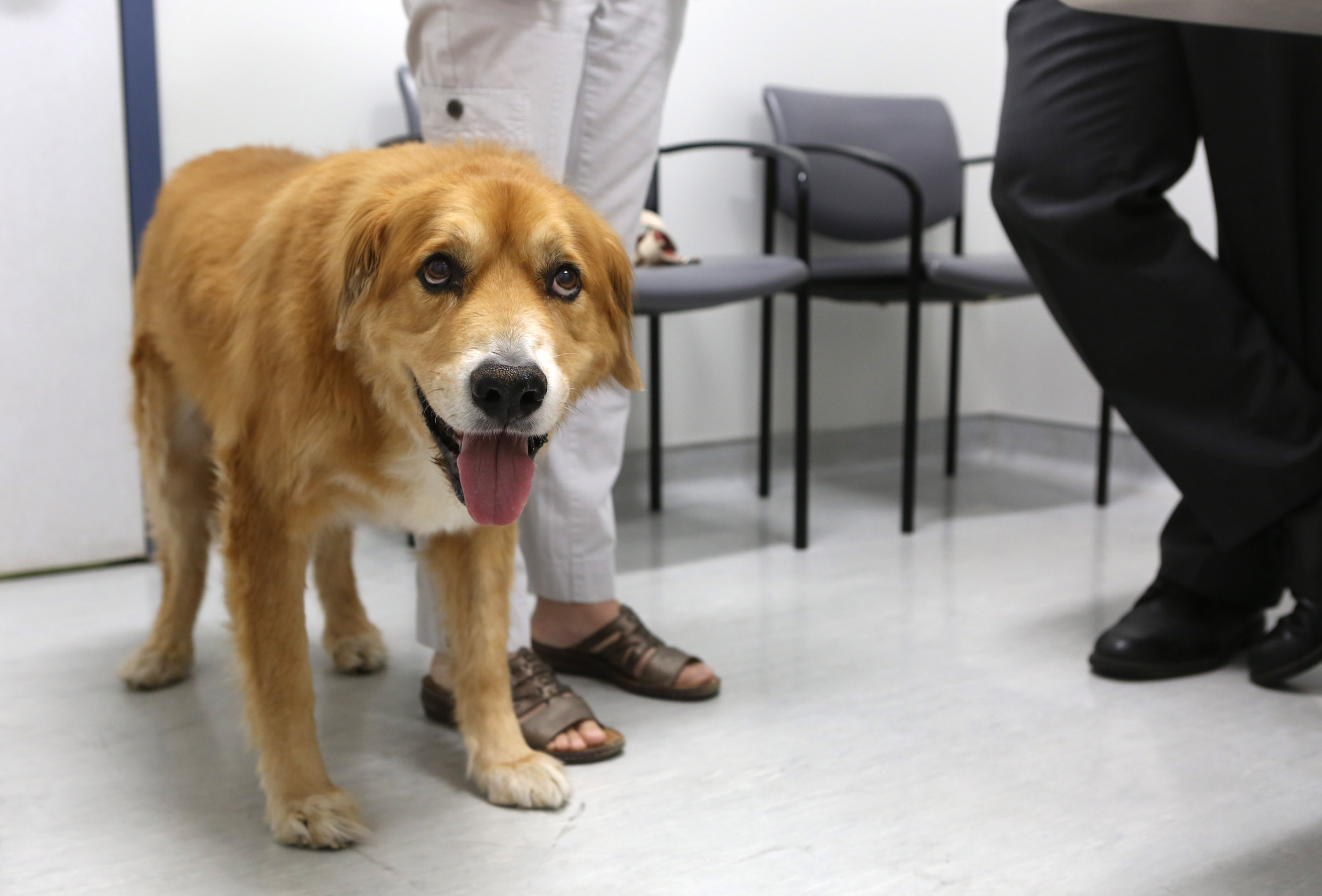 Caring for old dogs