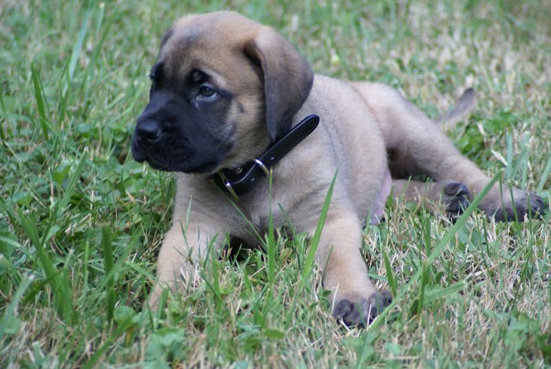 mastiff pup