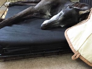 Mammoth Crate Bed