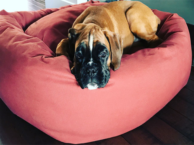 Mammoth Large Dog Bed 