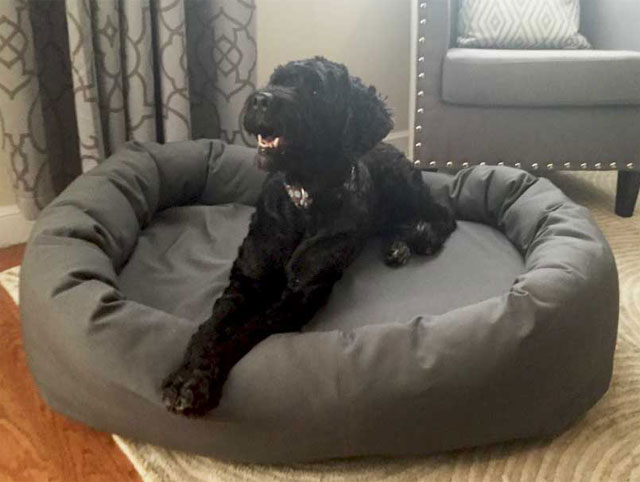 large dog beds on sale near me