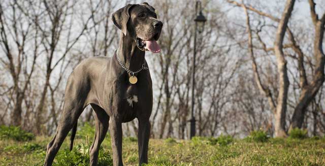 great dane