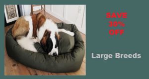 St Bernard on a Mammoth extra large dog bed