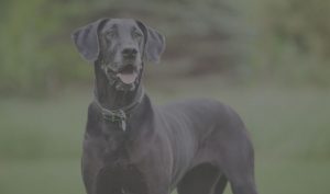 Mammoth Dane