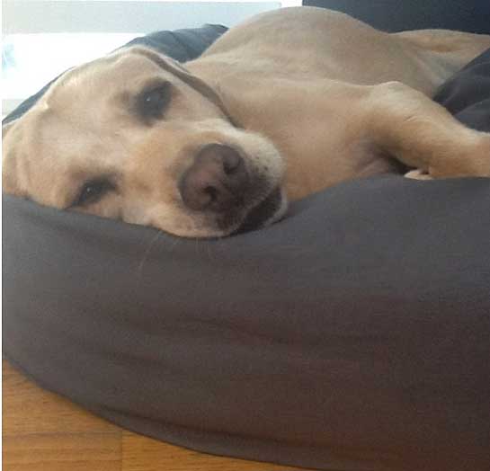 Mammoth Large Dog Bed 