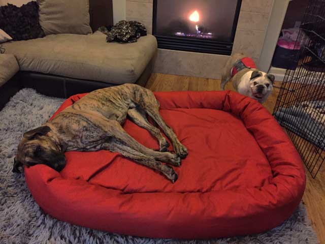 xxl red canvas dog bed
