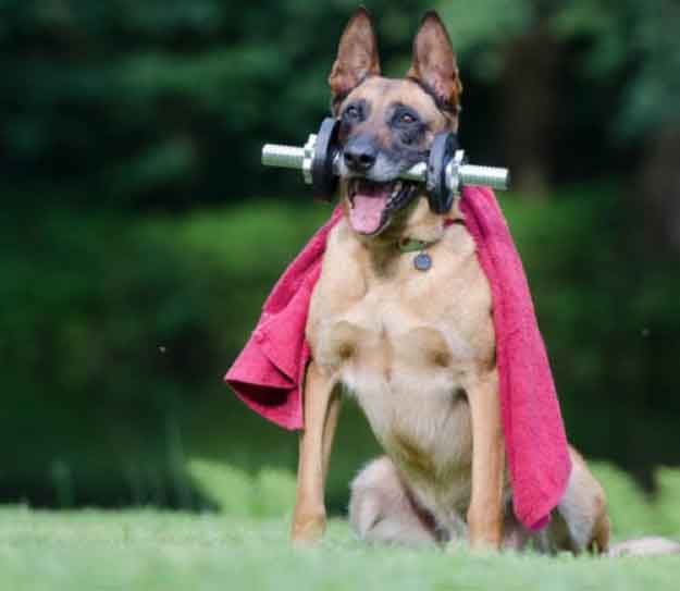 shepherd superhero