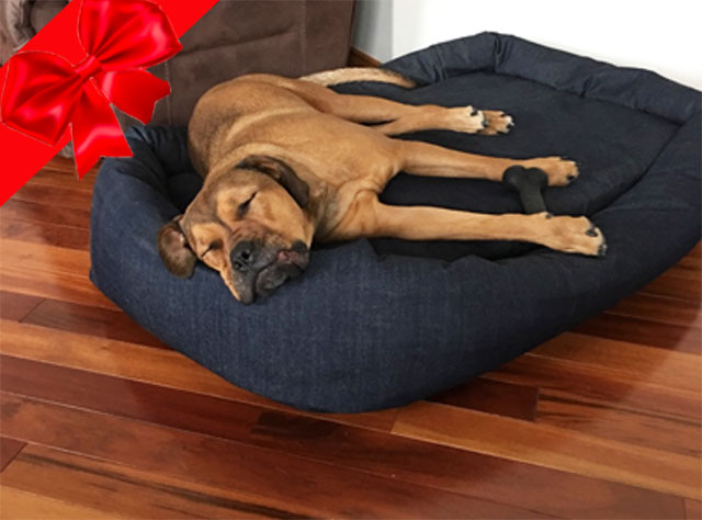 memory foam dog bed