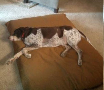 Mammoth Pet Beds